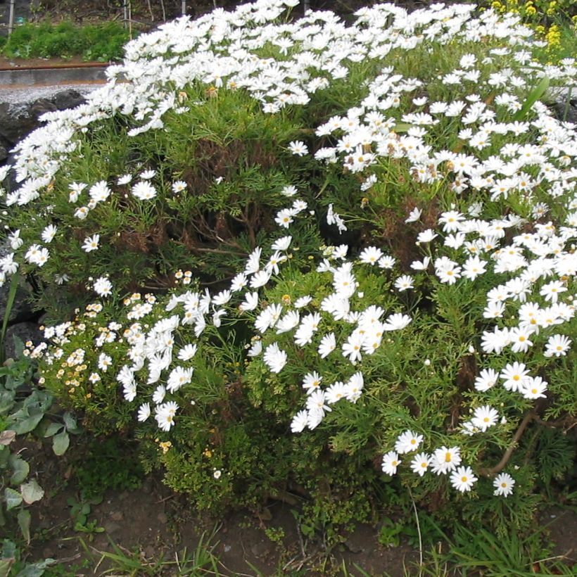 Kanarische Strauch-Margerite Snowflake - Argyranthemum (Hafen)