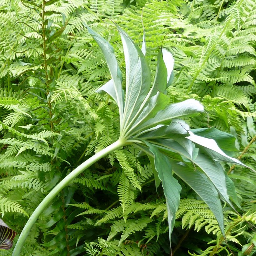 Arisaema consanguineum - Feuerkolben (Laub)