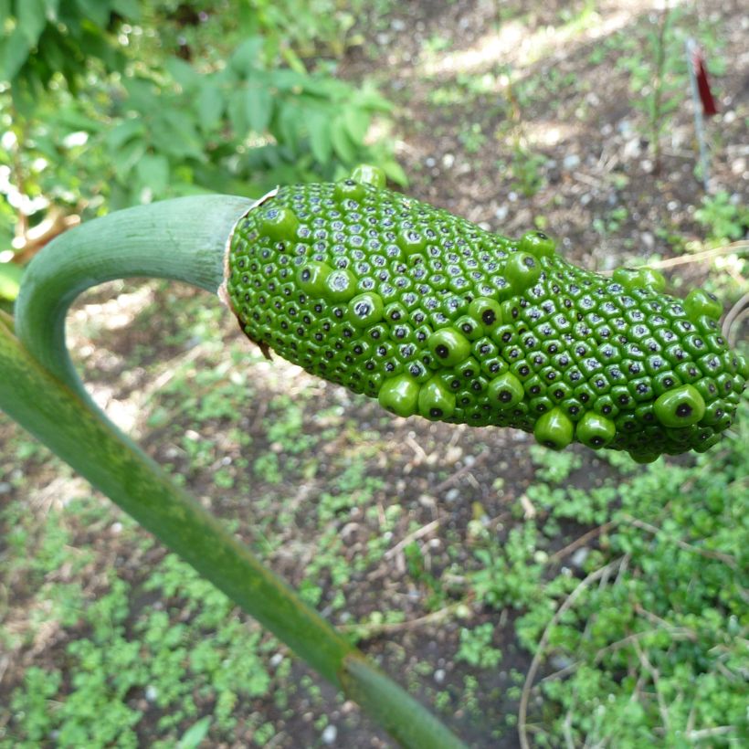 Arisaema consanguineum - Feuerkolben (Ernte)