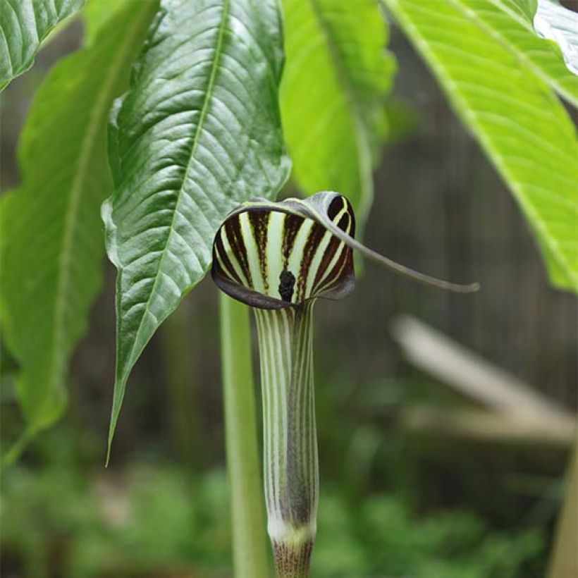 Arisaema concinnum - Feuerkolben (Blüte)