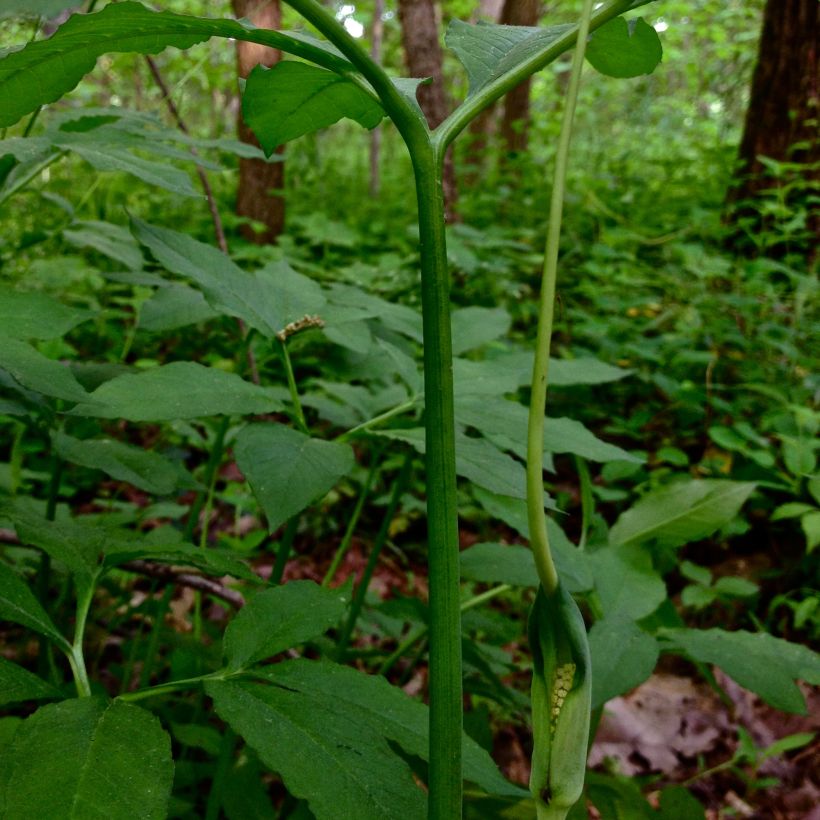 Arisaema dracontium - Feuerkolben (Blüte)