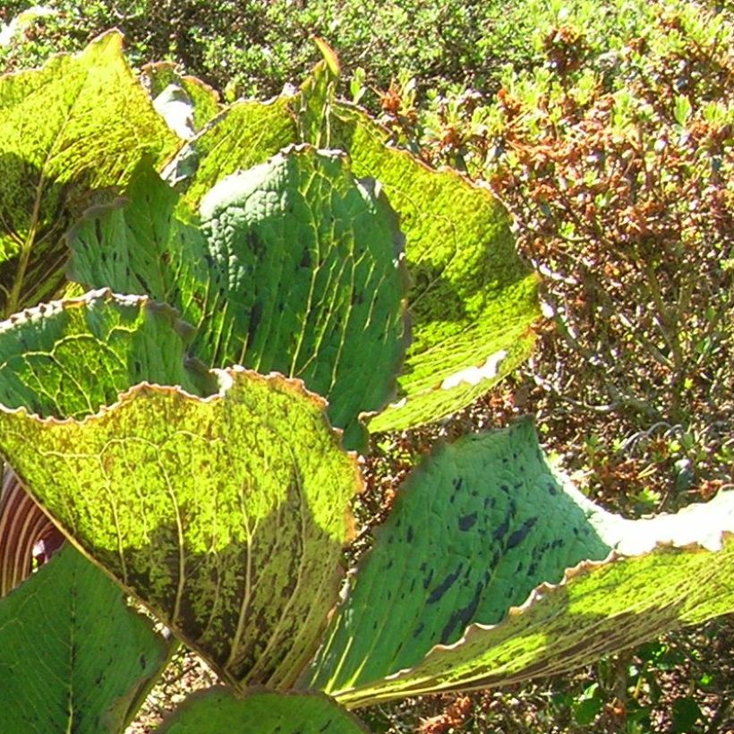 Arisaema elephas - Feuerkolben (Laub)