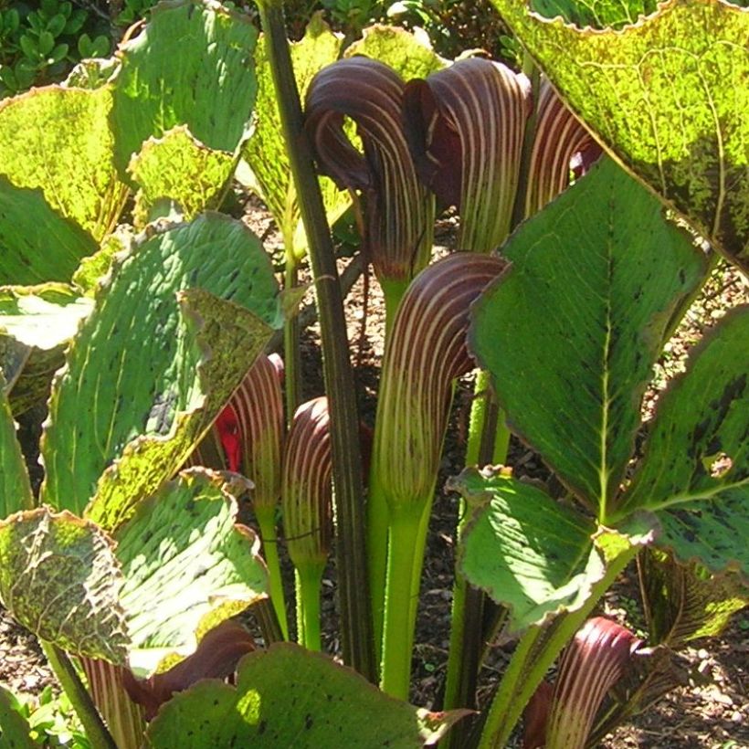 Arisaema elephas - Feuerkolben (Blüte)