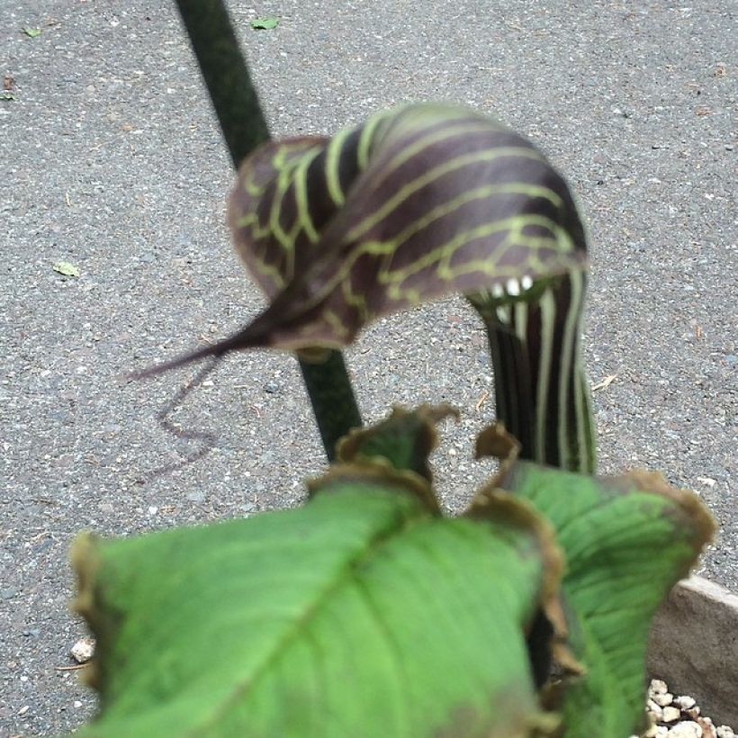 Arisaema griffithii - Feuerkolben (Blüte)