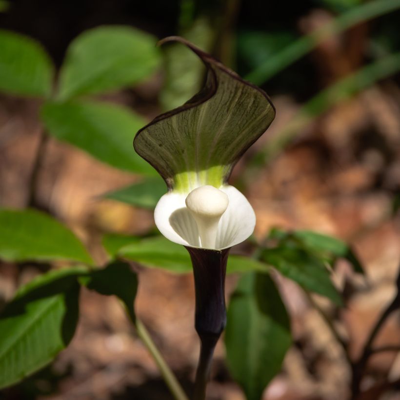 Arisaema sikokianum - Feuerkolben (Blüte)