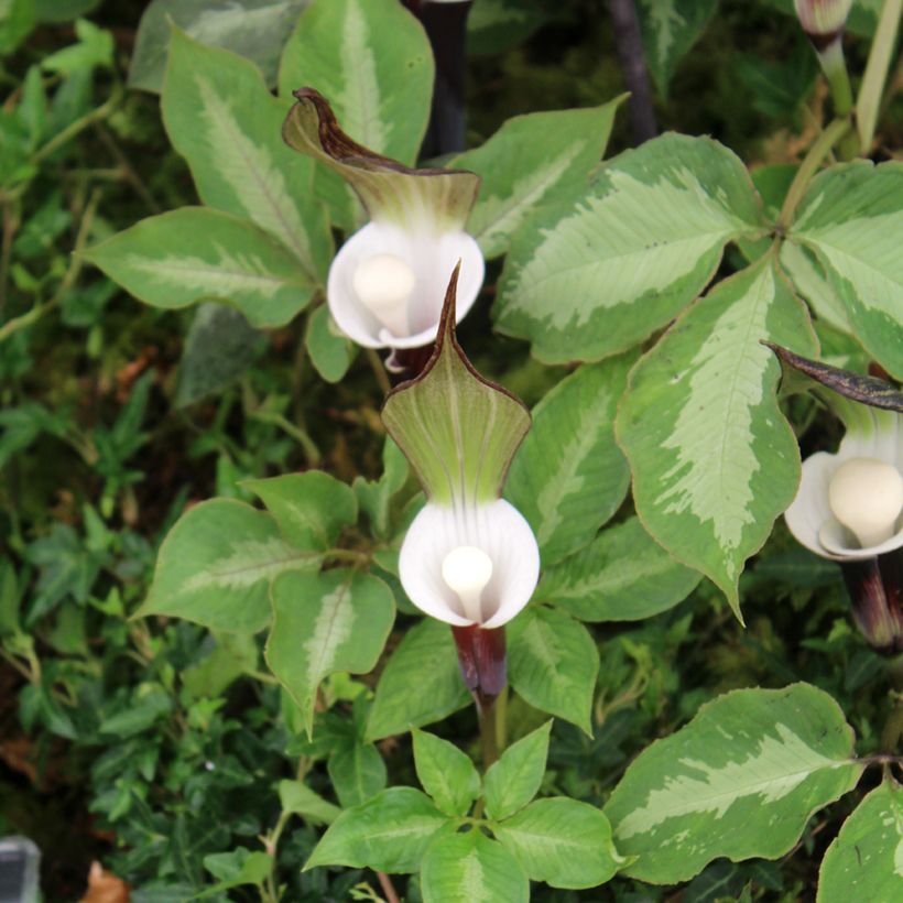 Arisaema sikokianum - Feuerkolben (Laub)