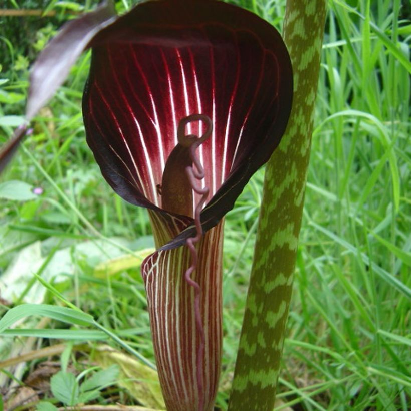 Arisaema speciosum - Feuerkolben (Blüte)