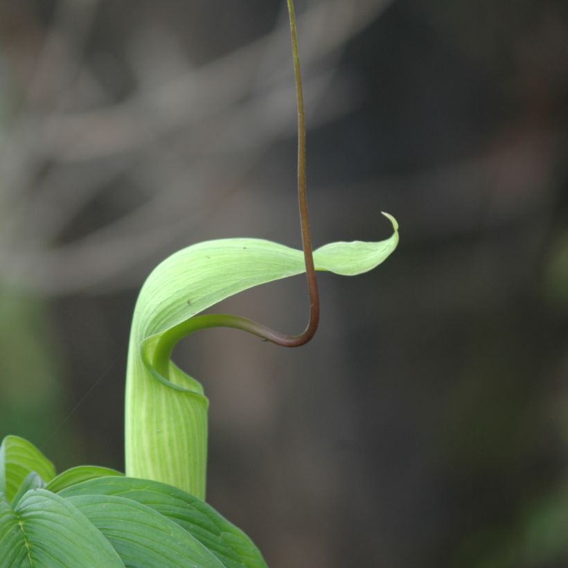 Arisaema tortuosum - Feuerkolben (Blüte)