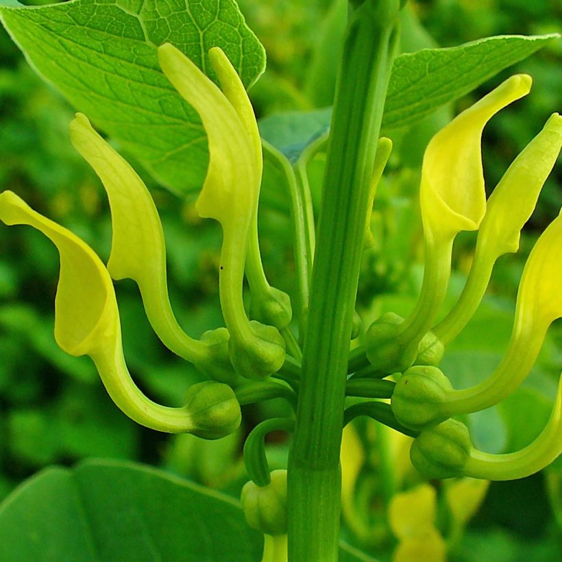 Aristolochia clematitis - Gemeine Osterluzei (Blüte)