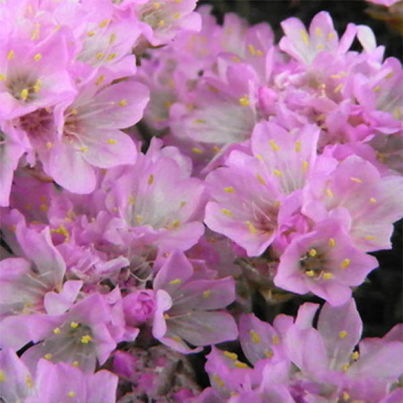 Armeria juniperifolia Bevan s Variety - Zwerg-Grasnelke (Blüte)