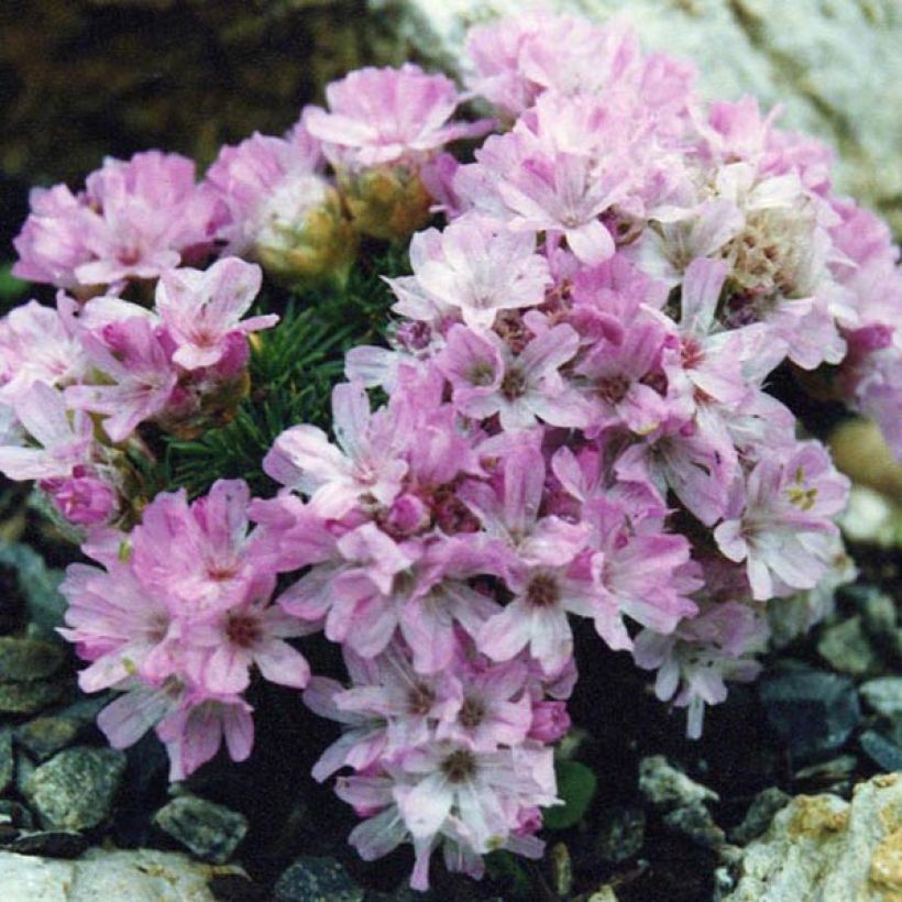 Armeria juniperifolia Bevan s Variety - Zwerg-Grasnelke (Hafen)