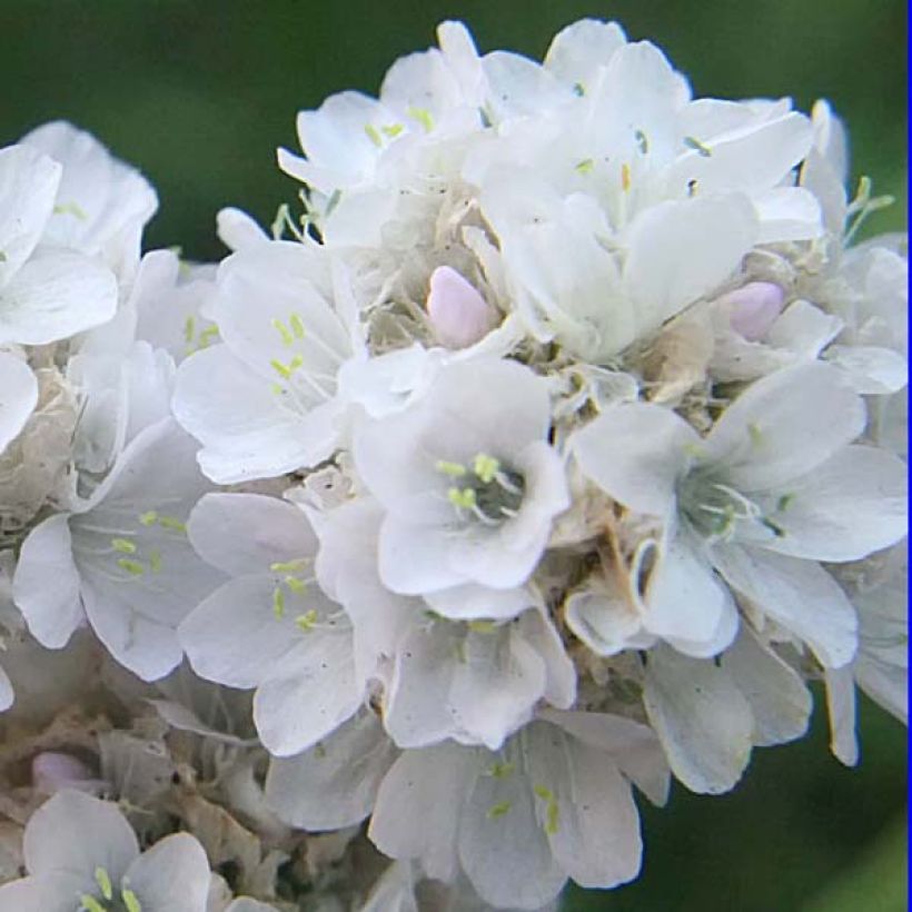 Armeria maritima Alba - Strand-Grasnelke (Blüte)