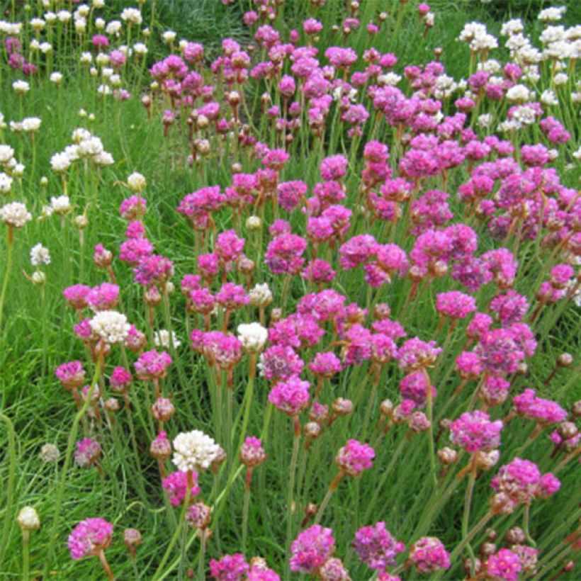 Armeria maritima splendens - Strand-Grasnelke (Blüte)