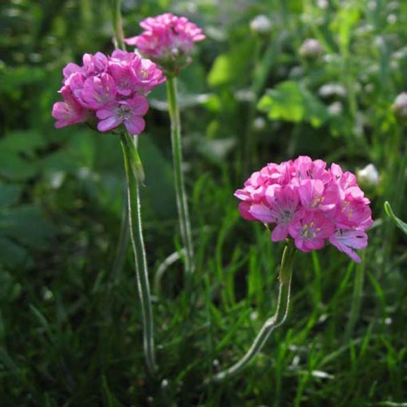 Armeria maritima Rosea - Strand-Grasnelke (Hafen)