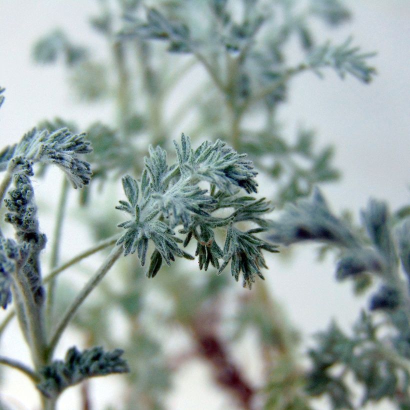 Strauch-Beifuß Little Mice - Artemisia arborescens (Laub)