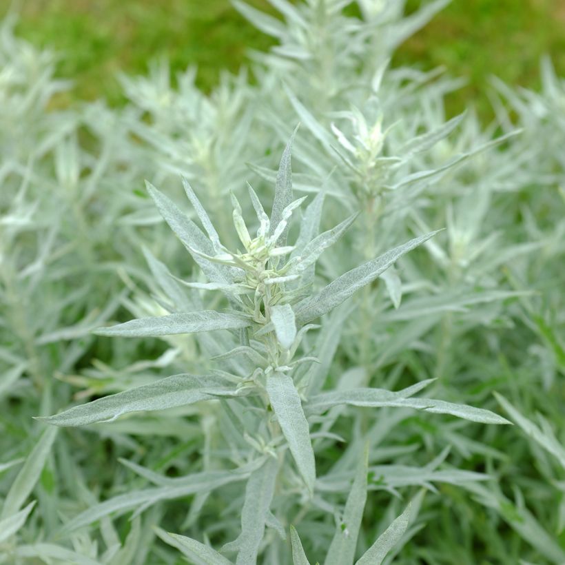 Silbriger Beifuß Silver Queen - Artemisia ludoviciana (Laub)