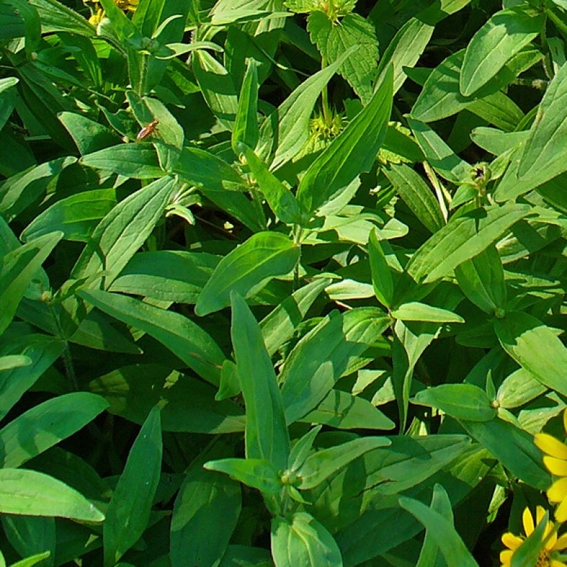 Amerikanische Bergarnika - Arnica chamissonis (Laub)