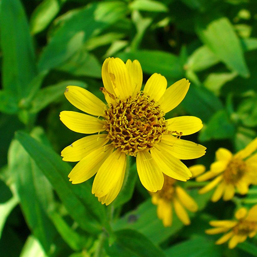 Amerikanische Bergarnika - Arnica chamissonis (Blüte)