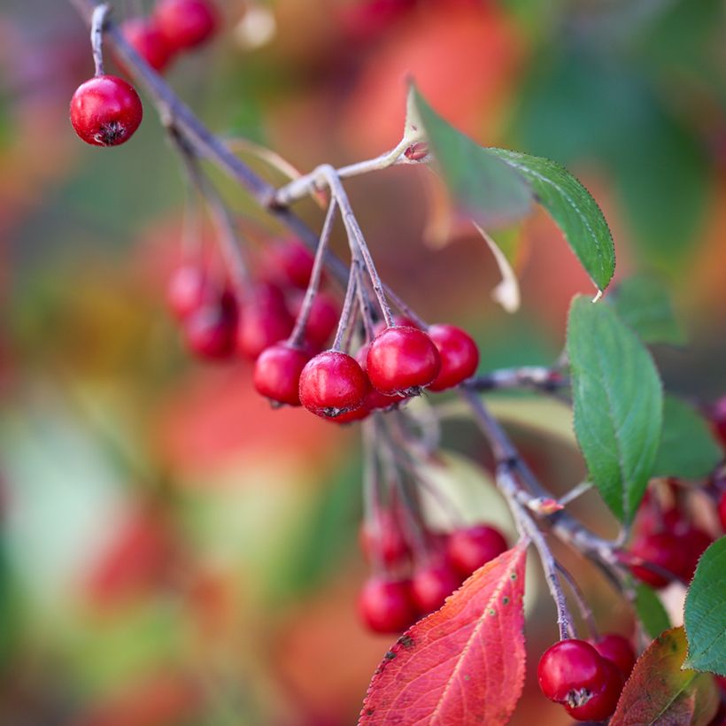 Filzige Apfelbeere Brilliant - Aronia arbutifolia (Ernte)