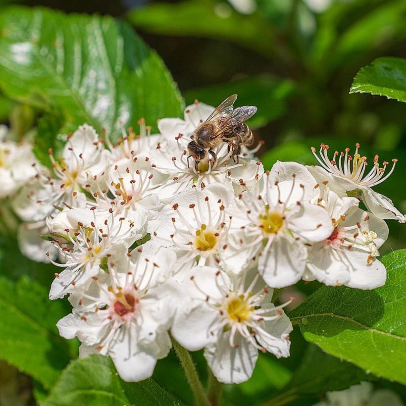 Apfelbeere - Aronia melanocarpa (Blüte)