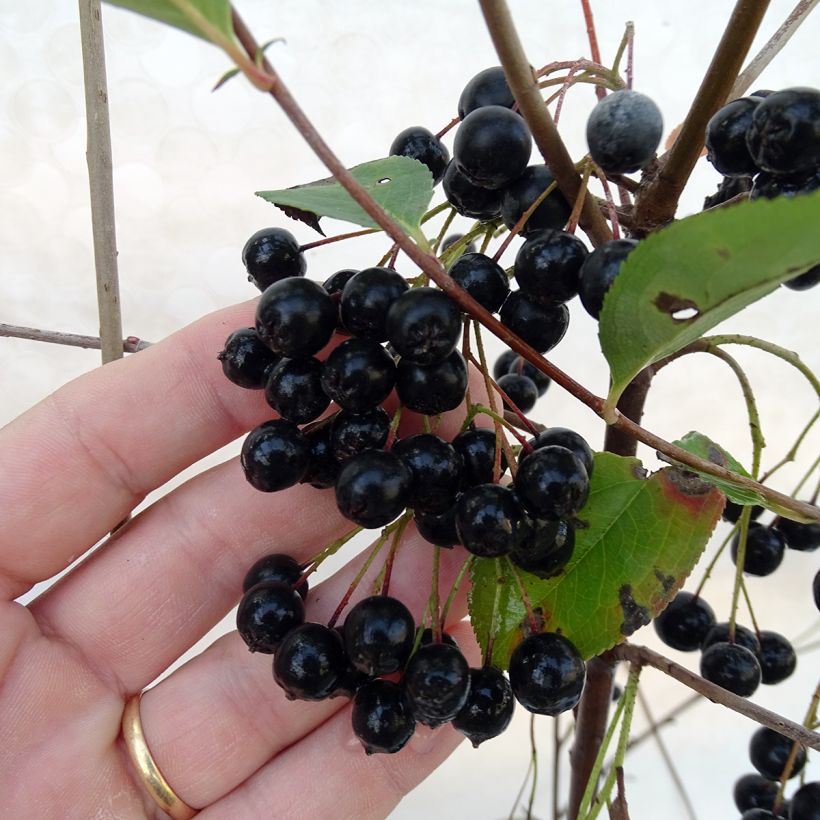 Apfelbeere Autumn Magic - Aronia melanocarpa (Ernte)