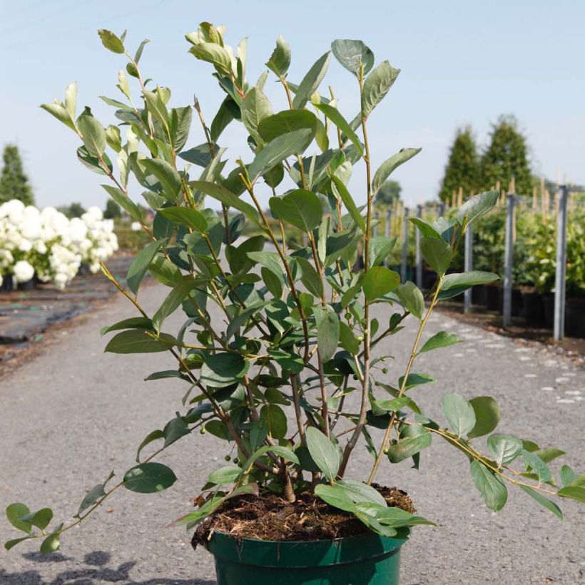 Apfelbeere Autumn Magic - Aronia melanocarpa (Hafen)