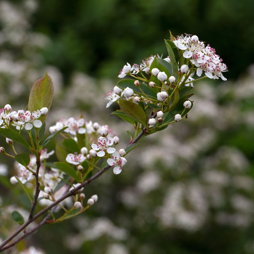 Aronia melanocarpa Hugin - Schwarze Apfelbeere (Blüte)