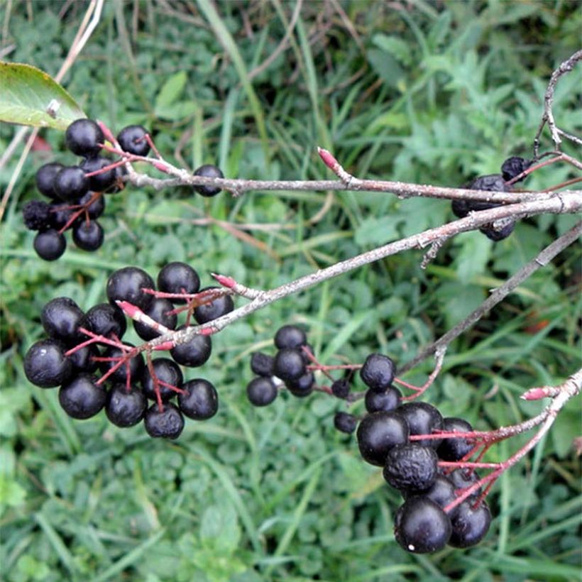 Aronia melanocarpa Professor Ed - Schwarze Apfelbeere (Ernte)