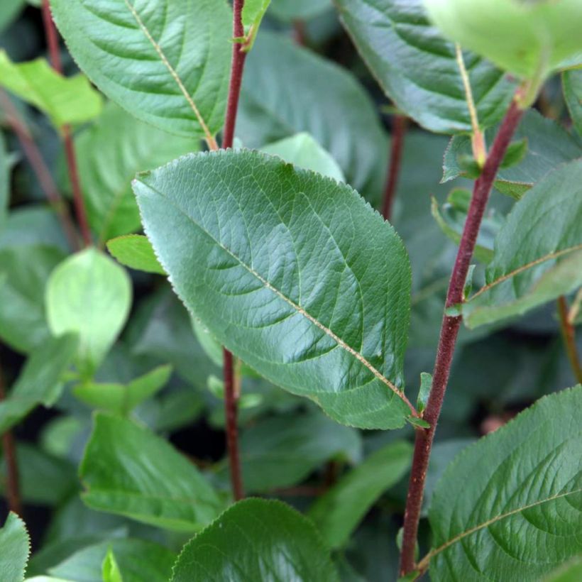 Aronia prunifolia Aron - Apfelbeere (Laub)