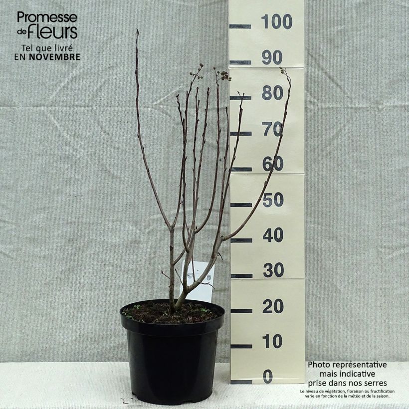 Exemplar von Aronia prunifolia Aron - Aronie en pot de 7,5L/10L wie im Herbst geliefert