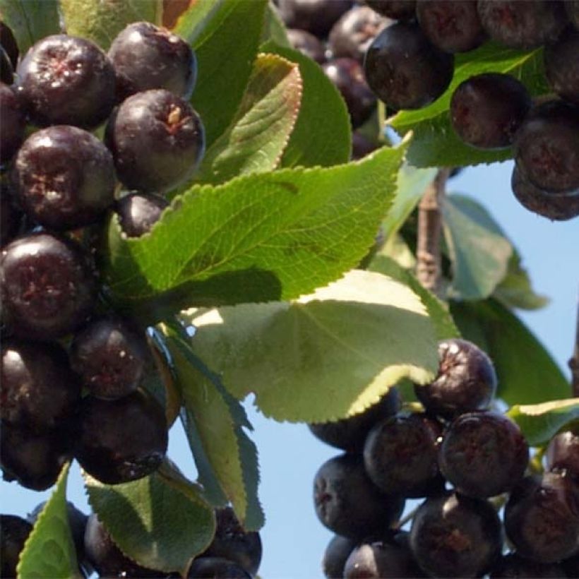 Pflaumenblättrige Apfelbeere Nero - Aronia (Laub)