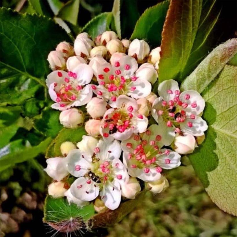 Pflaumenblättrige Apfelbeere Nero - Aronia (Blüte)