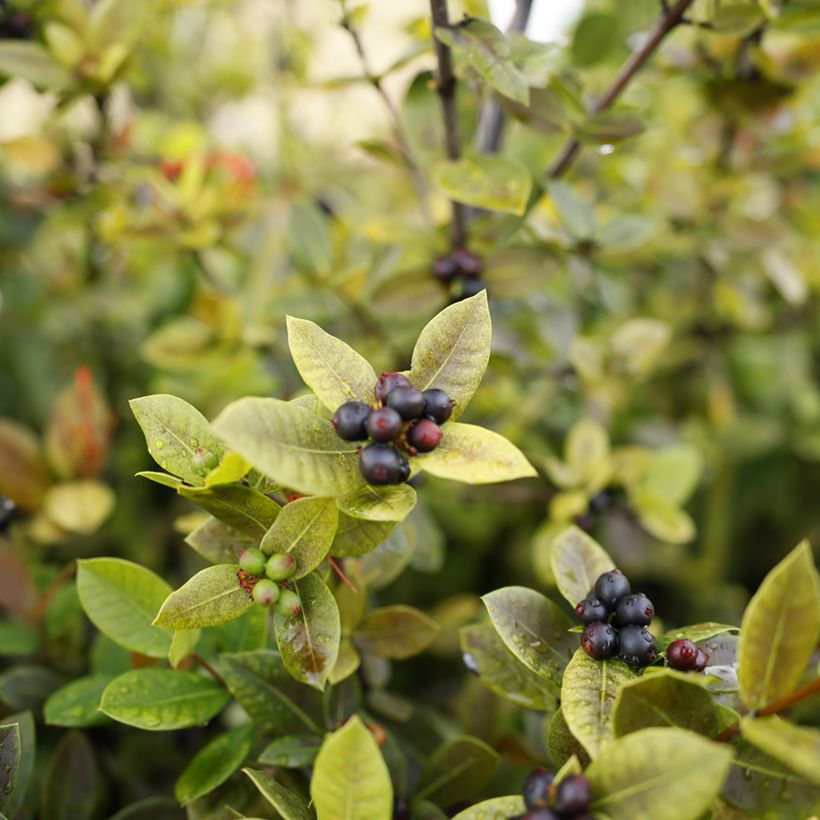 Pflaumenblättrige Apfelbeere Viking - Aronia (Ernte)