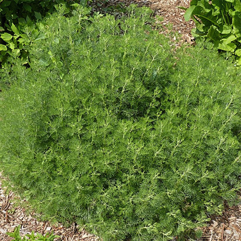 Eberraute - Artemisia abrotanum (Hafen)