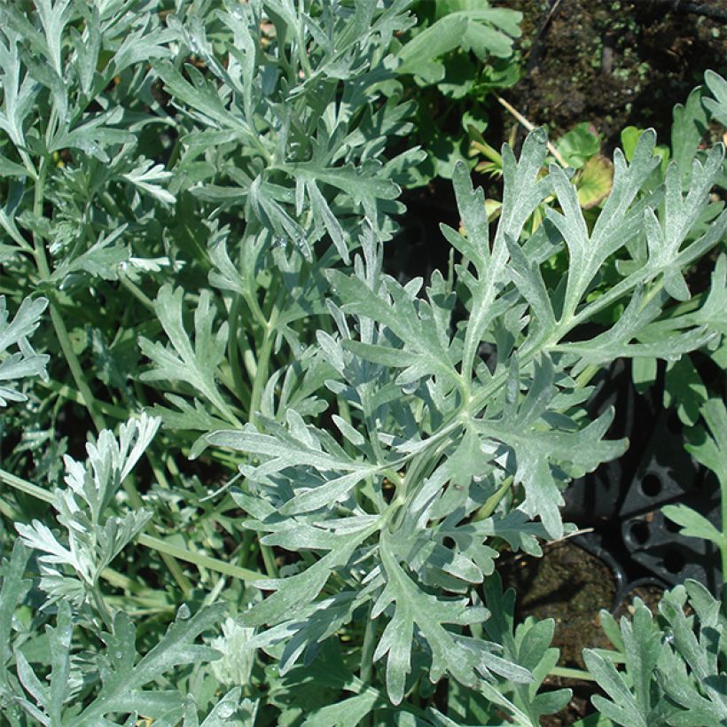 Wermut Lambrook Silver - Artemisia absinthium (Laub)