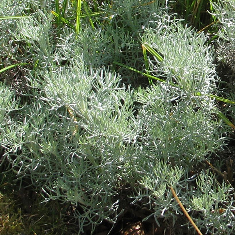 Kampferwermut Canescens - Artemisia alba (Laub)