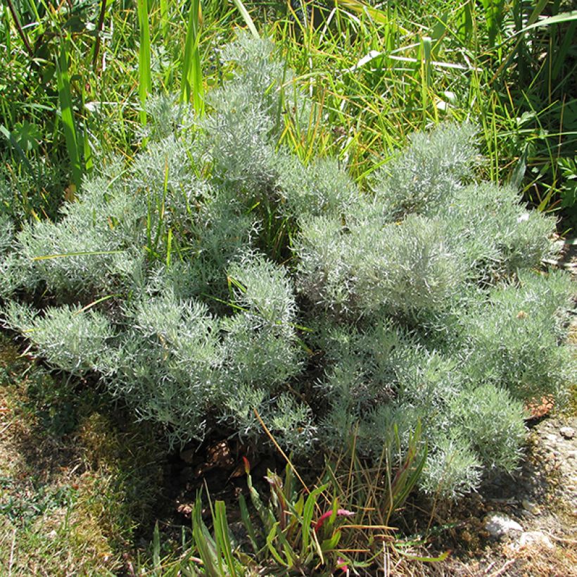 Kampferwermut Canescens - Artemisia alba (Hafen)