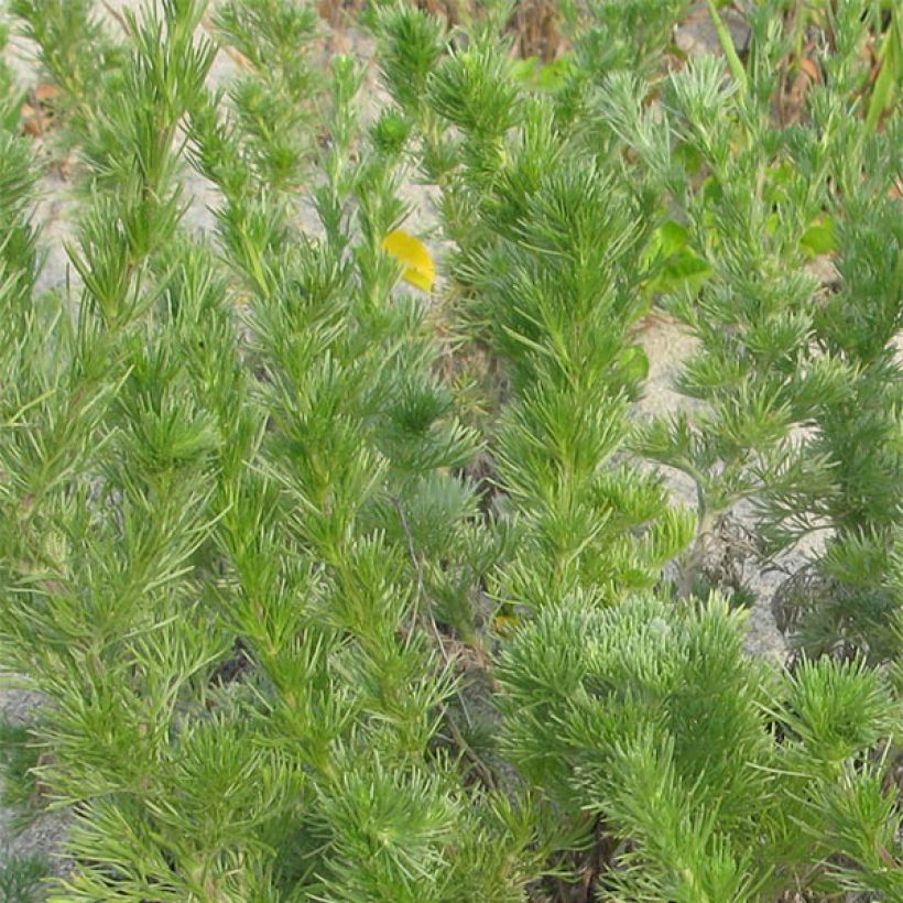 Chinesisches Moxakraut - Artemisia capillaris (Laub)