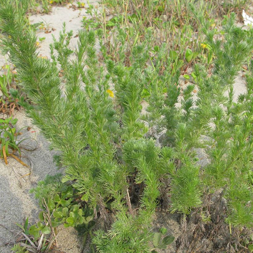 Chinesisches Moxakraut - Artemisia capillaris (Hafen)