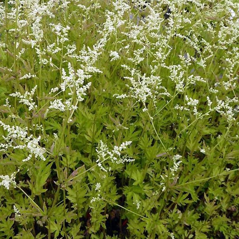 Elfenraute Jim Russel - Artemisia lactiflora (Hafen)