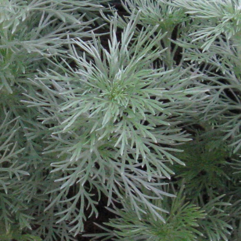 Zwerg-Silberraute Nana - Artemisia stelleriana (Laub)