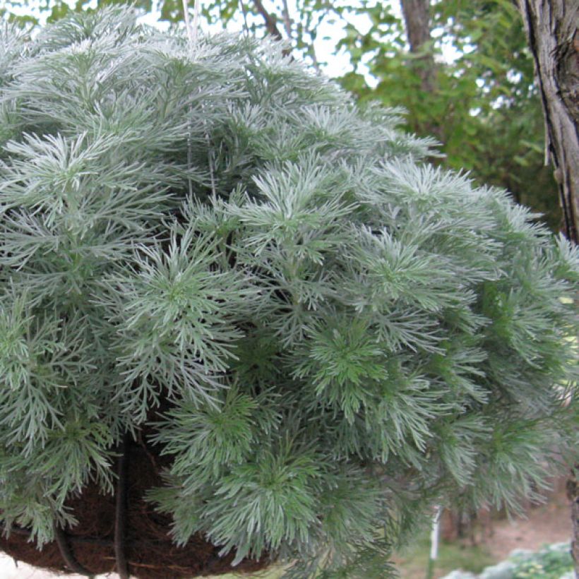 Zwerg-Silberraute Nana - Artemisia stelleriana (Hafen)