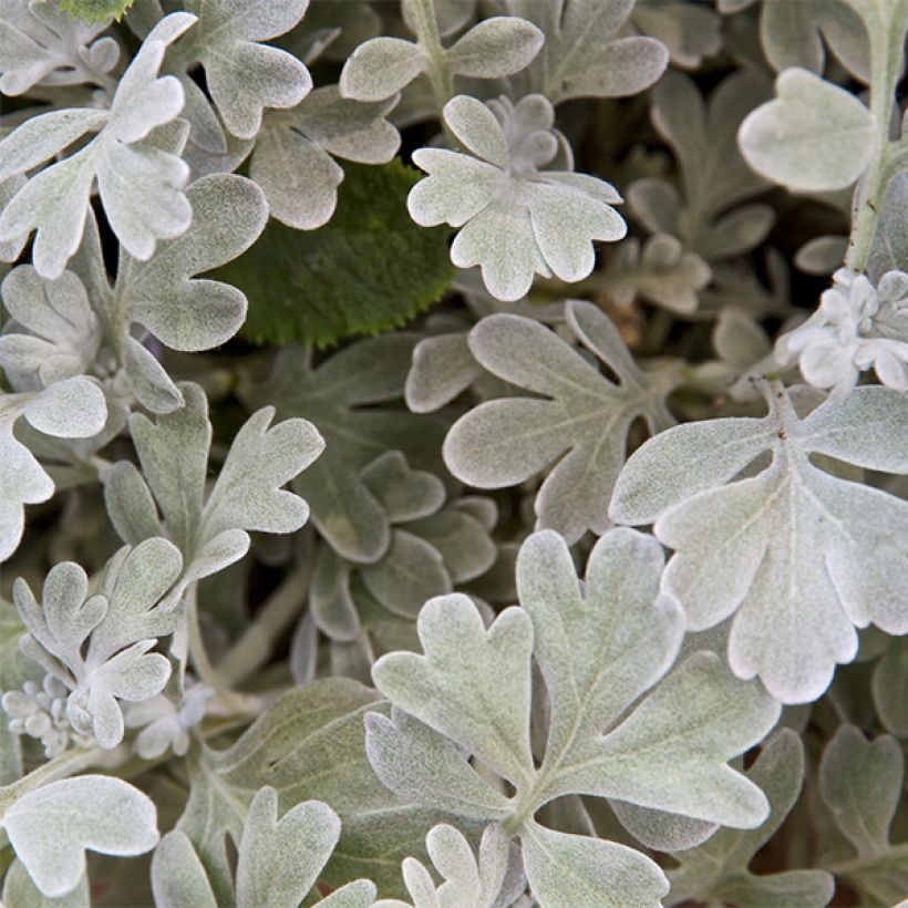 Silber-Wermut Boughton Silver - Artemisia stelleriana (Blüte)