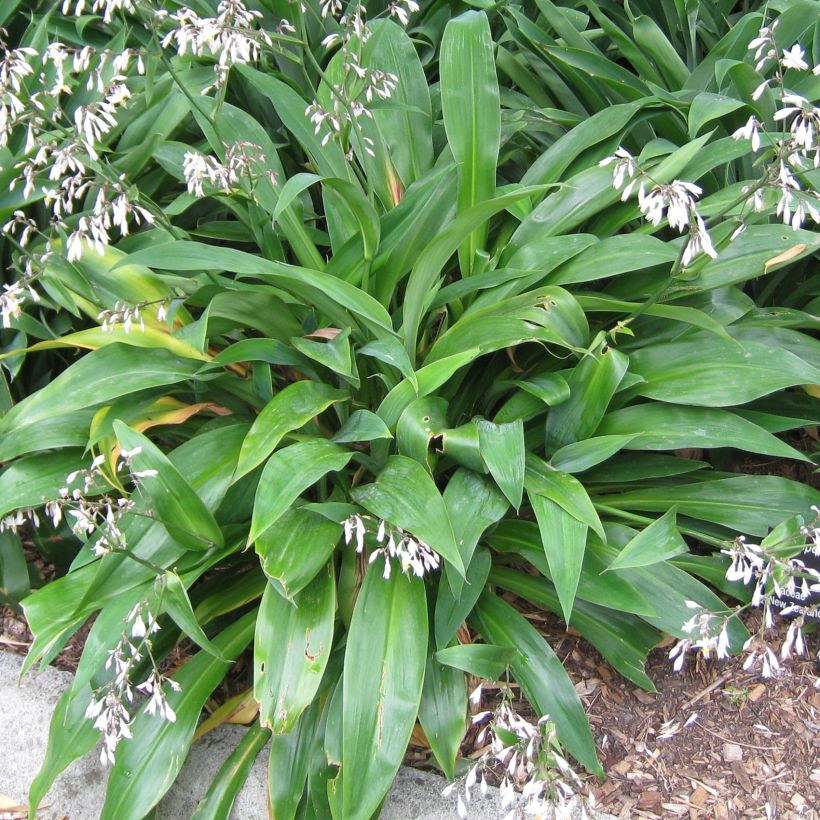 Arthropodium cirratum - Neuseeländische Steinlilie (Laub)