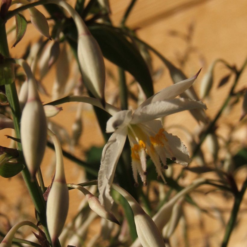 Arthropodium cirratum - Neuseeländische Steinlilie (Blüte)