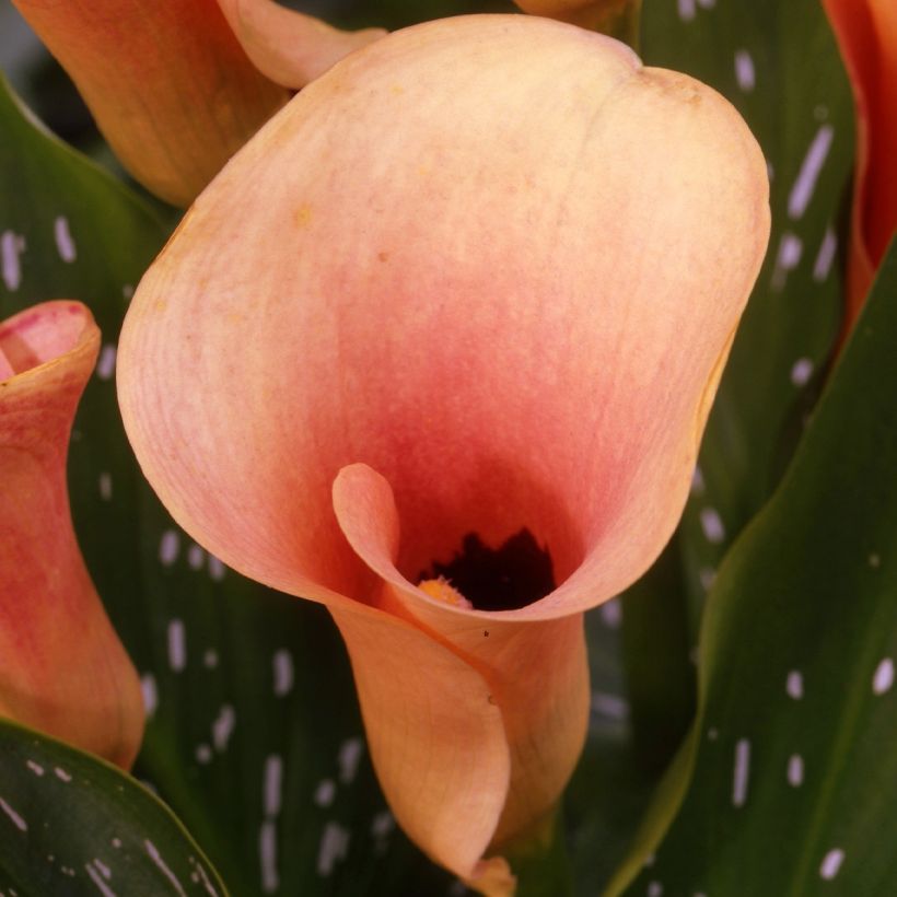 Calla Auckland - Zantedeschie (Blüte)