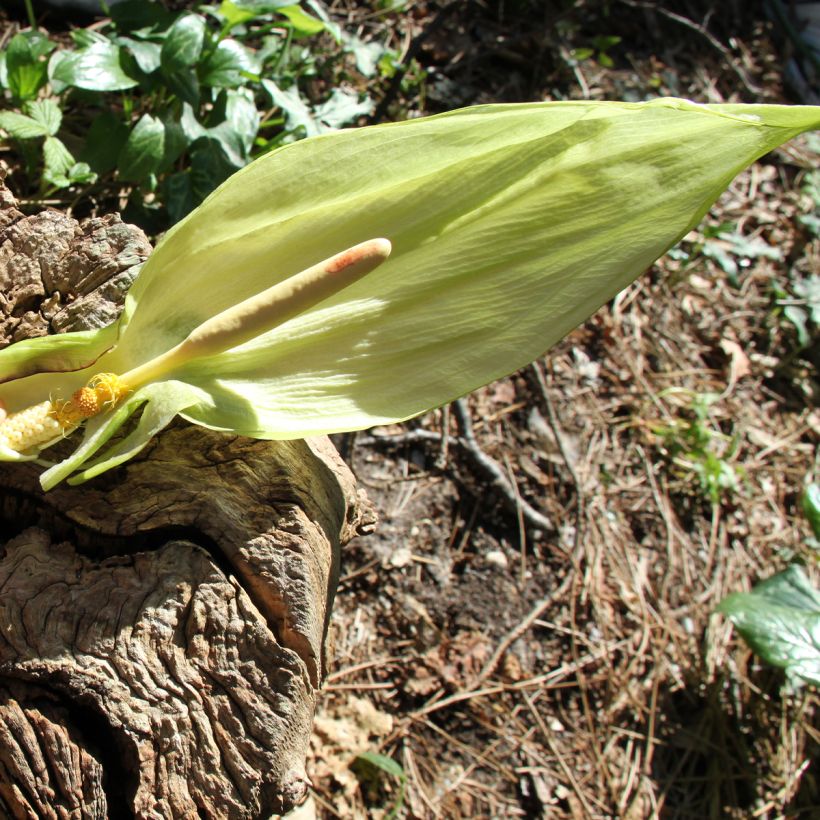 Arum italicum - Italienischer Aronstab (Blüte)