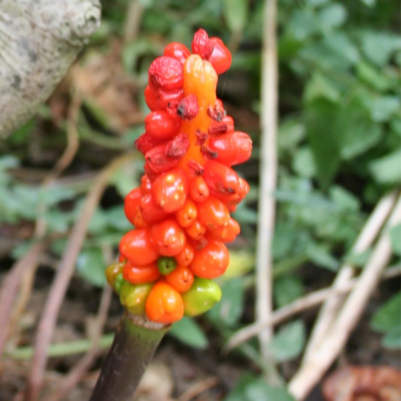 Arum italicum - Italienischer Aronstab (Ernte)