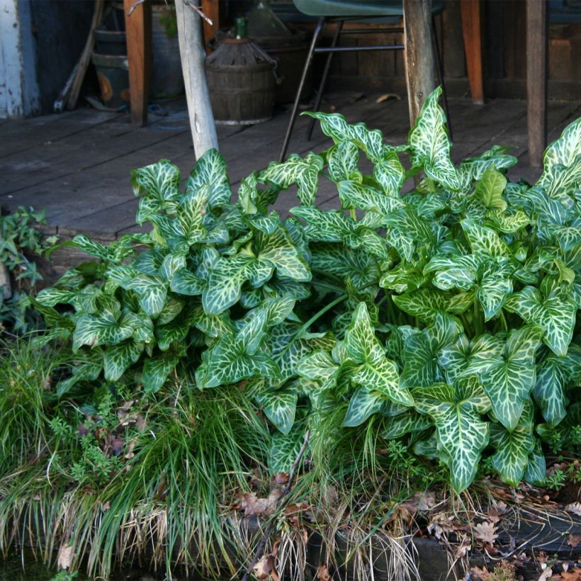 Arum italicum - Italienischer Aronstab (Hafen)