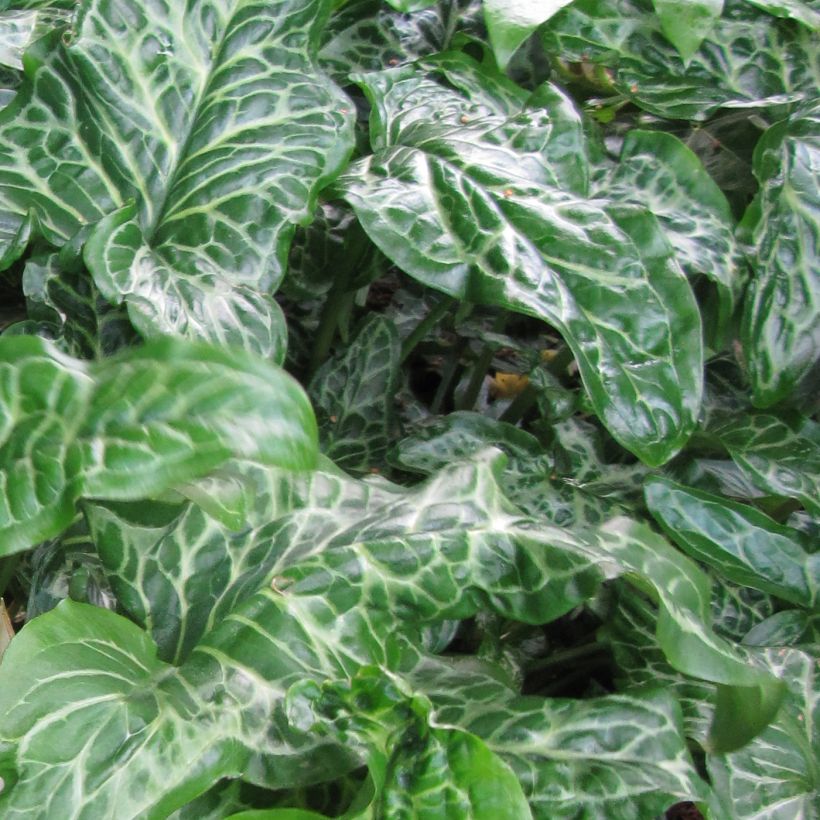 Arum italicum subsp. italicum Marmoratum - Geaderter Aronstab (Laub)